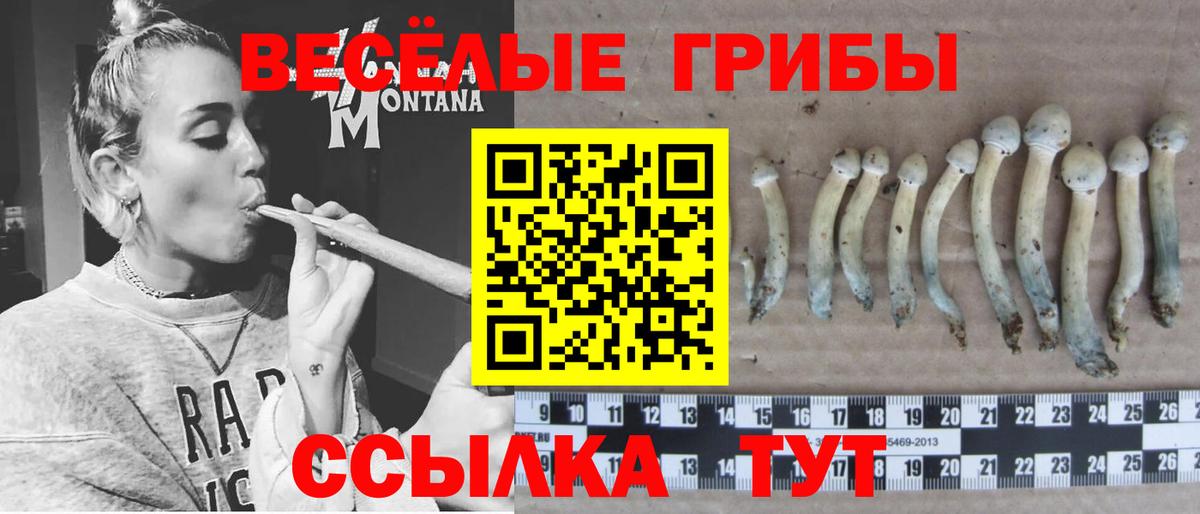 Мурино  что такое   Вход с VPN  Галлюциногенные грибы мухоморы  Псилоцибиновые грибы Psilocybine cubensis 